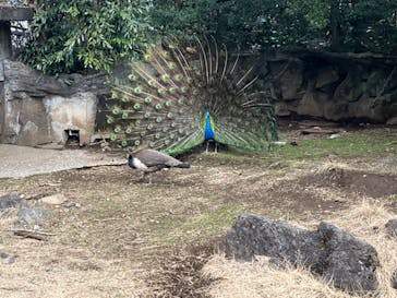 伊豆シャボテン動物公園に投稿された画像（2024/3/3）