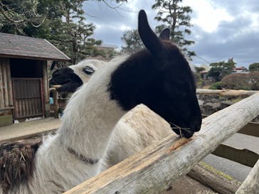伊豆シャボテン動物公園に投稿された画像（2024/3/3）