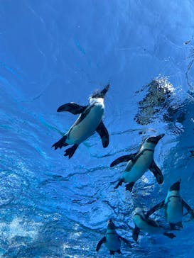 サンシャイン水族館に投稿された画像（2024/3/3）