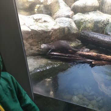 世界淡水魚園水族館　アクア・トトぎふに投稿された画像（2024/3/3）