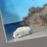 しながわ水族館に投稿された画像（2024/3/3）