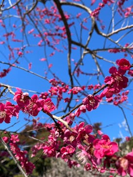 偕楽園本園に投稿された画像（2024/3/3）