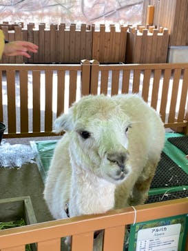 那須どうぶつ王国に投稿された画像（2024/3/3）