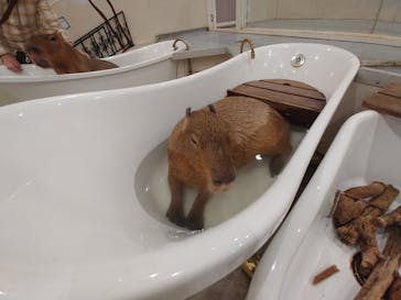 アニタッチみなとみらいに投稿された画像（2024/3/3）