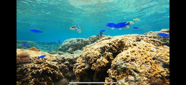 沖縄マリンサービス碧に投稿された画像（2024/3/3）