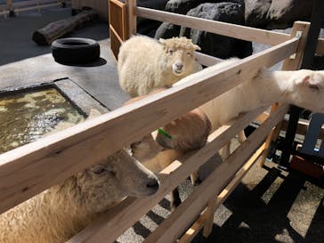 おさるランド＆アニタウン　日光さる軍団劇場に投稿された画像（2024/3/3）