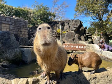 伊豆シャボテン動物公園に投稿された画像（2024/3/3）