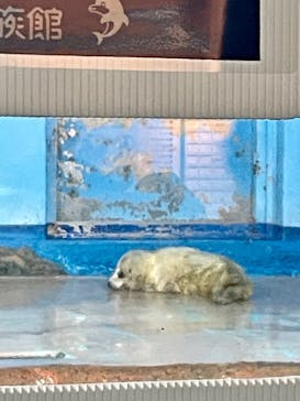 しながわ水族館に投稿された画像（2024/3/3）