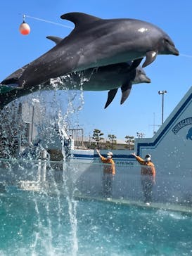 しながわ水族館に投稿された画像（2024/3/3）