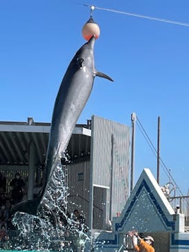 しながわ水族館に投稿された画像（2024/3/3）
