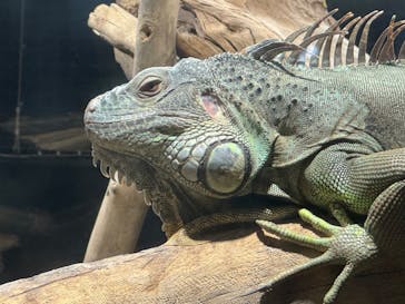 カワスイ 川崎⽔族館に投稿された画像（2024/3/3）