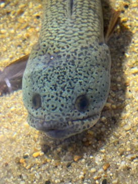 カワスイ 川崎⽔族館に投稿された画像（2024/3/3）