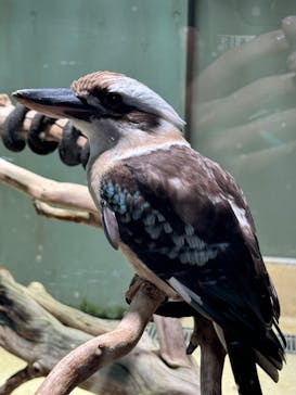 カワスイ 川崎⽔族館に投稿された画像（2024/3/3）