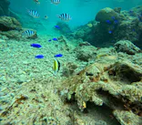 沖縄マリンサービス碧に投稿された画像（2024/3/3）