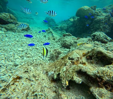 沖縄マリンサービス碧に投稿された画像（2024/3/3）