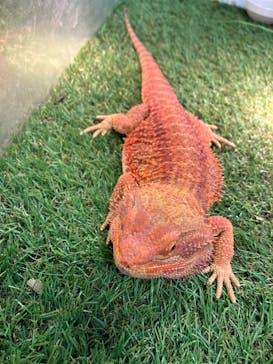 いきもの探検隊湘南に投稿された画像（2024/3/3）