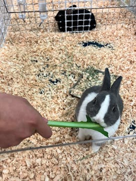 いきもの探検隊湘南に投稿された画像（2024/3/3）