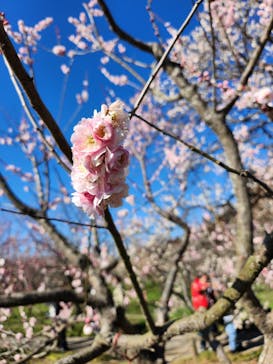 偕楽園本園に投稿された画像（2024/3/3）
