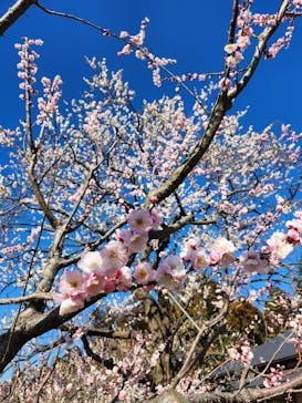 偕楽園本園に投稿された画像（2024/3/3）