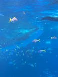 沖縄美ら海水族館に投稿された画像（2024/3/3）