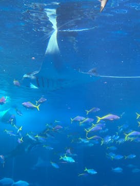 沖縄美ら海水族館に投稿された画像（2024/3/3）