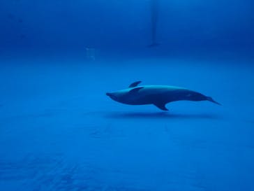 アクアワールド茨城県大洗水族館に投稿された画像（2024/3/3）