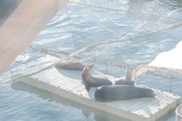 伊豆・三津シーパラダイスに投稿された画像（2024/3/2）