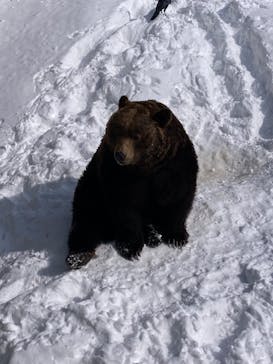 のぼりべつクマ牧場に投稿された画像（2024/3/3）