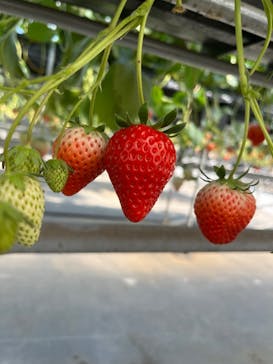 ICHIGOHOUSE.HITACHINAKAに投稿された画像（2024/3/3）