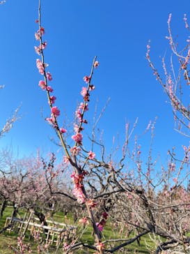 偕楽園本園に投稿された画像（2024/3/3）