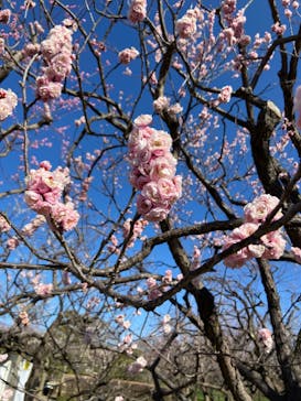 偕楽園本園に投稿された画像（2024/3/3）