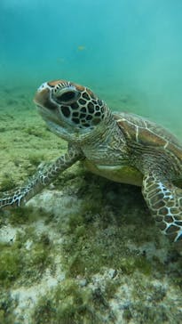 宮古島 ADVENTURE PiPi（ミヤコジマ アドベンチャー ピピ）に投稿された画像（2024/3/3）