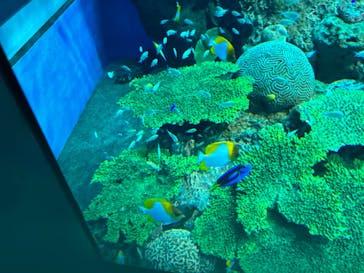 アクアワールド茨城県大洗水族館に投稿された画像（2024/3/3）