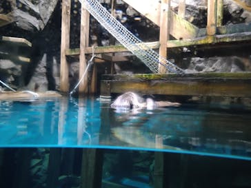 アクアワールド茨城県大洗水族館に投稿された画像（2024/3/3）