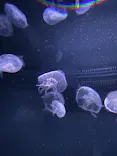 サンシャイン水族館に投稿された画像（2024/3/3）