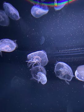 サンシャイン水族館に投稿された画像（2024/3/3）