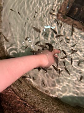 DMMかりゆし水族館に投稿された画像（2024/3/3）