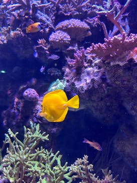 DMMかりゆし水族館に投稿された画像（2024/3/3）