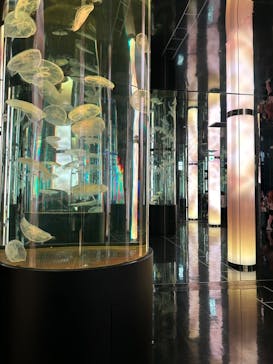 DMMかりゆし水族館に投稿された画像（2024/3/3）