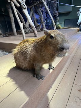 カワスイ 川崎⽔族館に投稿された画像（2024/3/3）