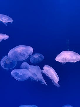 大分マリーンパレス水族館 「うみたまご」に投稿された画像（2024/3/3）