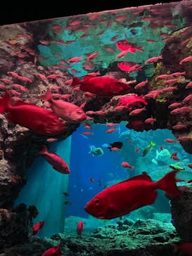 大分マリーンパレス水族館 「うみたまご」に投稿された画像（2024/3/3）