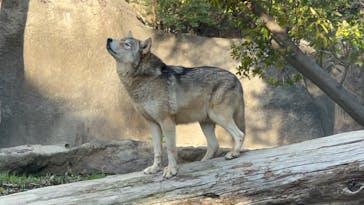 神戸どうぶつ王国に投稿された画像（2024/3/3）