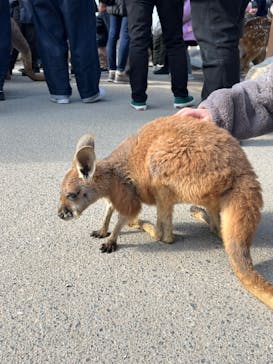 神戸どうぶつ王国に投稿された画像（2024/3/3）