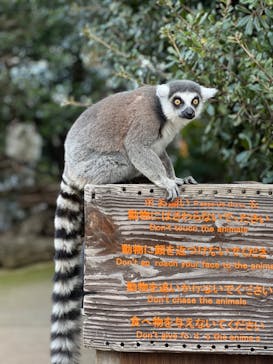 神戸どうぶつ王国に投稿された画像（2024/3/3）