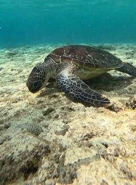 宮古島 ADVENTURE PiPi（ミヤコジマ アドベンチャー ピピ）に投稿された画像（2024/3/3）