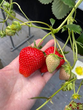 MIGAKI FARMに投稿された画像（2024/3/3）