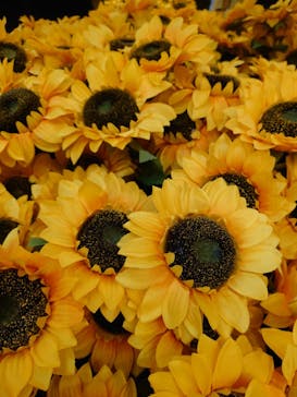 ゴッホ・アライブに投稿された画像（2024/3/3）