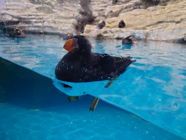 アクアワールド茨城県大洗水族館に投稿された画像（2024/3/3）