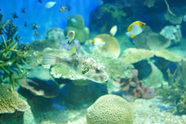 しながわ水族館に投稿された画像（2024/3/3）